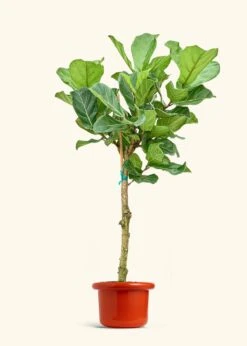 Fiddle Leaf Fig, XL -Home Living Store FICUS LYRATATALL 10 FATLIP RED 10 bckgrnd cream