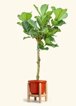 Fiddle Leaf Fig, XL -Home Living Store FICUS LYRATATALL 10 FATLIP RED STAND 10 bckgrnd cream