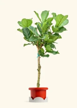 Fiddle Leaf Fig, XL -Home Living Store FICUS LYRATATALL 10 FATLIP RED TRAY BEIGE 10 bckgrnd cream