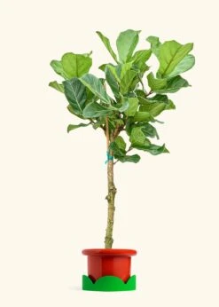 Fiddle Leaf Fig, XL -Home Living Store FICUS LYRATATALL 10 FATLIP RED TRAY GREEN 10 bckgrnd cream