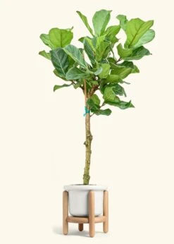 Fiddle Leaf Fig, XL -Home Living Store FICUS LYRATATALL 10 FATLIP WHITE STAND 10 bckgrnd cream