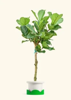 Fiddle Leaf Fig, XL -Home Living Store FICUS LYRATATALL 10 FATLIP WHITE TRAY GREEN 10 bckgrnd cream