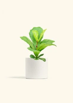 Fiddle Leaf Fig, Medium -Home Living Store FICUS LYRATA 6 CLASSIC WHITE 6 bckgrnd cream