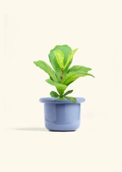 Fiddle Leaf Fig, Medium -Home Living Store FICUS LYRATA 6 FATLIP BLUE 6 bckgrnd cream