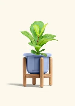 Fiddle Leaf Fig, Medium -Home Living Store FICUS LYRATA 6 FATLIP BLUE STAND 6 bckgrnd cream