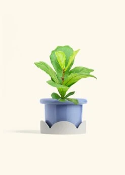 Fiddle Leaf Fig, Medium -Home Living Store FICUS LYRATA 6 FATLIP BLUE TRAY BEIGE 6 bckgrnd cream