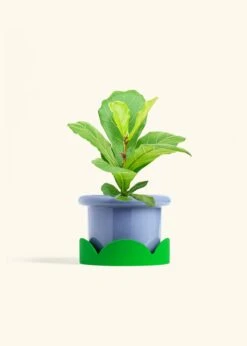 Fiddle Leaf Fig, Medium -Home Living Store FICUS LYRATA 6 FATLIP BLUE TRAY GREEN 6 bckgrnd cream