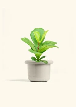 Fiddle Leaf Fig, Medium -Home Living Store FICUS LYRATA 6 FATLIP OAT 6 bckgrnd cream
