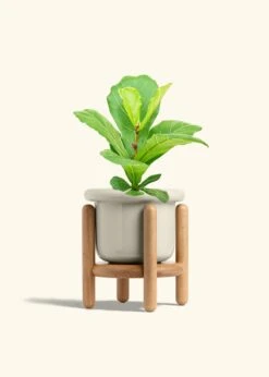 Fiddle Leaf Fig, Medium -Home Living Store FICUS LYRATA 6 FATLIP OAT STAND 6 bckgrnd cream