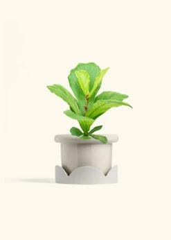 Fiddle Leaf Fig, Medium -Home Living Store FICUS LYRATA 6 FATLIP OAT TRAY BEIGE 6 bckgrnd cream