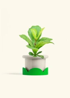 Fiddle Leaf Fig, Medium -Home Living Store FICUS LYRATA 6 FATLIP OAT TRAY GREEN 6 bckgrnd cream