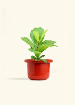 Fiddle Leaf Fig, Medium -Home Living Store FICUS LYRATA 6 FATLIP RED 6 bckgrnd cream