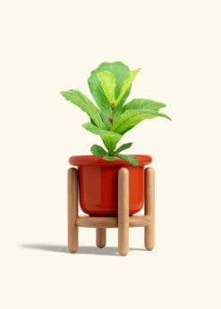 Fiddle Leaf Fig, Medium -Home Living Store FICUS LYRATA 6 FATLIP RED STAND 6 bckgrnd cream