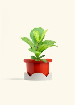 Fiddle Leaf Fig, Medium -Home Living Store FICUS LYRATA 6 FATLIP RED TRAY BEIGE 6 bckgrnd cream