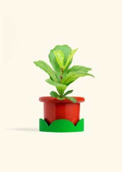 Fiddle Leaf Fig, Medium -Home Living Store FICUS LYRATA 6 FATLIP RED TRAY GREEN 6 bckgrnd cream