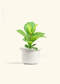 Fiddle Leaf Fig, Medium -Home Living Store FICUS LYRATA 6 FATLIP WHITE 6 bckgrnd cream