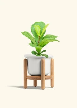 Fiddle Leaf Fig, Medium -Home Living Store FICUS LYRATA 6 FATLIP WHITE STAND 6 bckgrnd cream