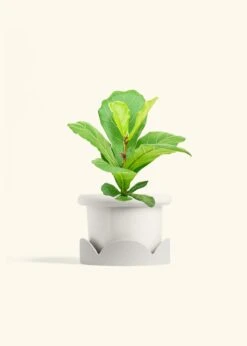 Fiddle Leaf Fig, Medium -Home Living Store FICUS LYRATA 6 FATLIP WHITE TRAY BEIGE 6 bckgrnd cream