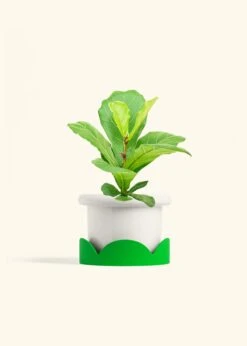 Fiddle Leaf Fig, Medium -Home Living Store FICUS LYRATA 6 FATLIP WHITE TRAY GREEN 6 bckgrnd cream