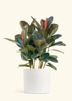 Rubber Tree 'Burgundy', XL -Home Living Store FICUS RUBBER 10 CLASSIC WHITE 10 bckgrnd cream