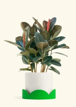 Rubber Tree 'Burgundy', XL -Home Living Store FICUS RUBBER 10 CLASSIC WHITE TRAY GREEN 10 bckgrnd cream