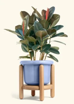 Rubber Tree 'Burgundy', XL -Home Living Store FICUS RUBBER 10 FATLIP BLUE STAND 10 bckgrnd cream
