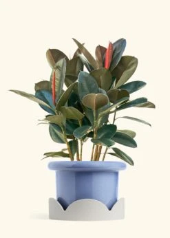 Rubber Tree 'Burgundy', XL -Home Living Store FICUS RUBBER 10 FATLIP BLUE TRAY BEIGE 10 bckgrnd cream