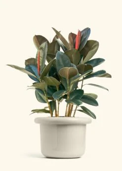 Rubber Tree 'Burgundy', XL -Home Living Store FICUS RUBBER 10 FATLIP OAT 10 bckgrnd cream