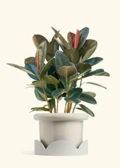 Rubber Tree 'Burgundy', XL -Home Living Store FICUS RUBBER 10 FATLIP OAT TRAY BEIGE 10 bckgrnd cream