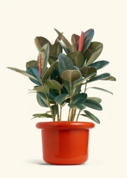 Rubber Tree 'Burgundy', XL -Home Living Store FICUS RUBBER 10 FATLIP RED 10 bckgrnd cream