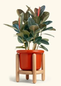 Rubber Tree 'Burgundy', XL -Home Living Store FICUS RUBBER 10 FATLIP RED STAND 10 bckgrnd cream