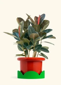 Rubber Tree 'Burgundy', XL -Home Living Store FICUS RUBBER 10 FATLIP RED TRAY GREEN 10 bckgrnd cream