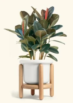 Rubber Tree 'Burgundy', XL -Home Living Store FICUS RUBBER 10 FATLIP WHITE STAND 10 bckgrnd cream