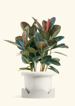 Rubber Tree 'Burgundy', XL -Home Living Store FICUS RUBBER 10 FATLIP WHITE TRAY BEIGE 10 bckgrnd cream