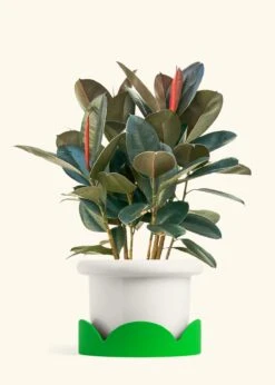 Rubber Tree 'Burgundy', XL -Home Living Store FICUS RUBBER 10 FATLIP WHITE TRAY GREEN 10 bckgrnd cream