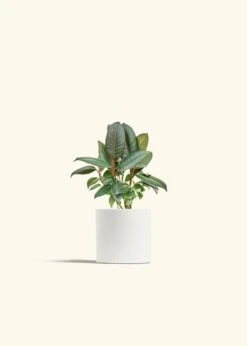 Rubber Tree 'Burgundy', Small -Home Living Store FICUS RUBBER 4 CLASSIC WHITE 4 bckgrnd cream
