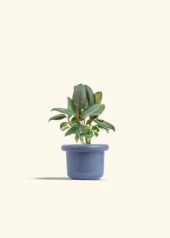 Rubber Tree 'Burgundy', Small -Home Living Store FICUS RUBBER 4 FATLIP BLUE 4 bckgrnd cream