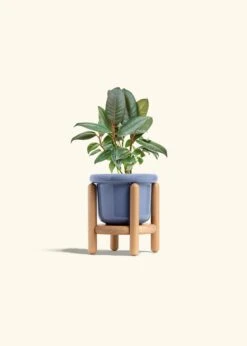 Rubber Tree 'Burgundy', Small -Home Living Store FICUS RUBBER 4 FATLIP BLUE STAND 4 bckgrnd cream
