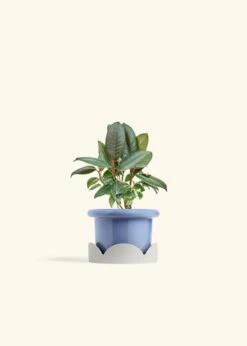 Rubber Tree 'Burgundy', Small -Home Living Store FICUS RUBBER 4 FATLIP BLUE TRAY BEIGE 4 bckgrnd cream