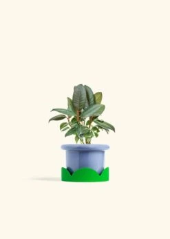 Rubber Tree 'Burgundy', Small -Home Living Store FICUS RUBBER 4 FATLIP BLUE TRAY GREEN 4 bckgrnd cream