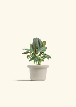 Rubber Tree 'Burgundy', Small -Home Living Store FICUS RUBBER 4 FATLIP OAT 4 bckgrnd cream