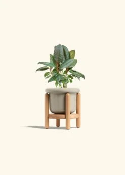 Rubber Tree 'Burgundy', Small -Home Living Store FICUS RUBBER 4 FATLIP OAT STAND 4 bckgrnd cream