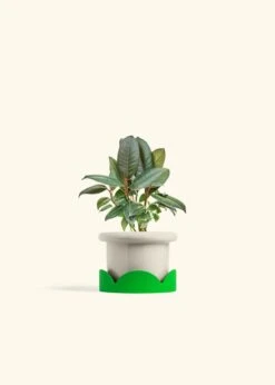 Rubber Tree 'Burgundy', Small -Home Living Store FICUS RUBBER 4 FATLIP OAT TRAY GREEN 4 bckgrnd cream