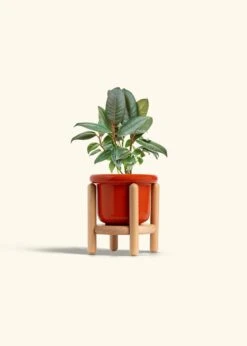 Rubber Tree 'Burgundy', Small -Home Living Store FICUS RUBBER 4 FATLIP RED STAND 4 bckgrnd cream