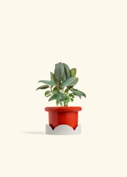 Rubber Tree 'Burgundy', Small -Home Living Store FICUS RUBBER 4 FATLIP RED TRAY BEIGE 4 bckgrnd cream