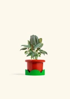 Rubber Tree 'Burgundy', Small -Home Living Store FICUS RUBBER 4 FATLIP RED TRAY GREEN 4 bckgrnd cream