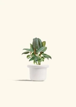 Rubber Tree 'Burgundy', Small -Home Living Store FICUS RUBBER 4 FATLIP WHITE 4 bckgrnd cream