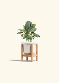 Rubber Tree 'Burgundy', Small -Home Living Store FICUS RUBBER 4 FATLIP WHITE STAND 4 bckgrnd cream