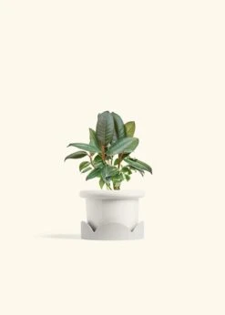 Rubber Tree 'Burgundy', Small -Home Living Store FICUS RUBBER 4 FATLIP WHITE TRAY BEIGE 4 bckgrnd cream