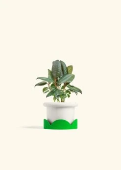 Rubber Tree 'Burgundy', Small -Home Living Store FICUS RUBBER 4 FATLIP WHITE TRAY GREEN 4 bckgrnd cream